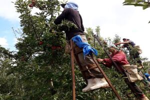 Após colheita da maçã no Sul, índios retornam a MS movimentando a economia dos municípios