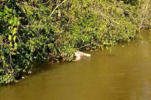 Corpo sem identificação é encontrado boiando em rio de MS