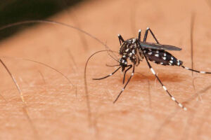 Em MS, SES ressalta sobre cuidados para prevenir dengue