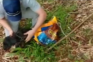 Cachorro morre após passar quase três dias abandonado dentro de saco plástico