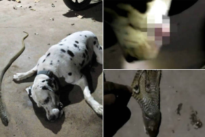 Cachorro se sacrifica para salvar donos de ataque de cobra venenosa