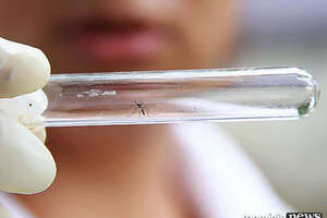 Mais uma vítima: mulher morre com suspeita de dengue hemorrágica em MS