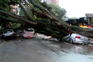Árvore que caiu na rua Itapeva atingiu o carro de Inês (ve