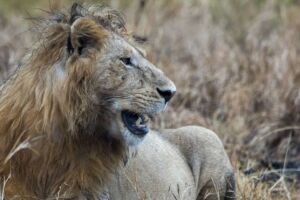 Caçador pisoteado por elefante é comido por leões durante caçada
