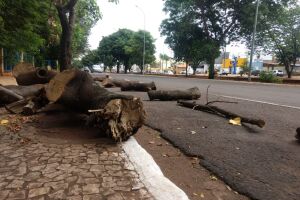 Repórter Top: moradora denuncia 'massacre de árvores' na Ernesto Geisel