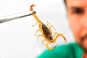 ATENÇÃO: Campo Grande registra mais de 100 vítimas de picadas de escorpião em 2 meses