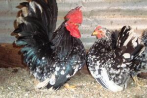 Com ovos que valem até R$ 50 a dúzia, galinhas são furtadas e dona vai à polícia em MS