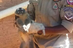 Macaco com lesão no quadril é resgatado em quintal de residência
