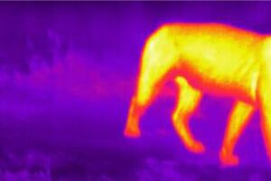 Metodologia inédita permite identificar espécies de animais do Pantanal com imagens térmicas
