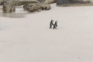 VÍDEO: casal de pinguins é ‘flagrado’ passeando de ‘mãos dadas’ na África do Sul