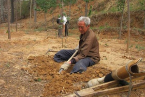 Vovô sem pernas planta 17.000 árvores em 19 anos e salva floresta