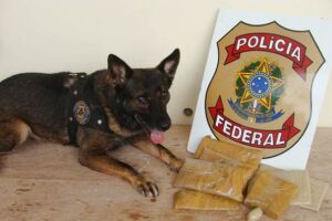 Polícia apreende droga durante treinamento de cães farejadores em MS