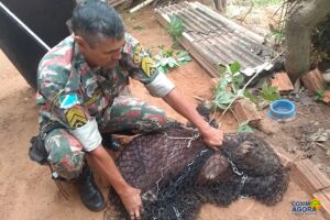 'Vou dar virote': Polícia Militar Ambiental captura capivara em bar