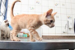 Sistema para agendamento de castrações de felinos será liberado segunda em Campo Grande