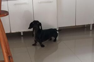 Cachorro foi morto envenenado na Vila Olinda