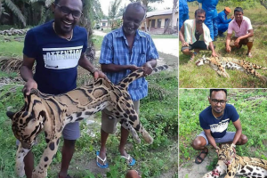 Crueldade: caçadores tiram fotos com corpo de leopardo raro