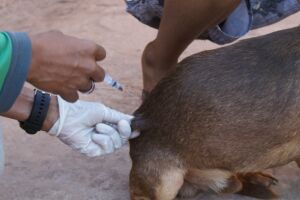 De casa em casa, agentes já vacinam cães e gatos em Campo Grande