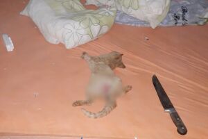 Gato é morto a facadas e encontrado com sinais de estupro