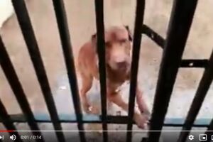 VÍDEO: cão chorando sob chuva e frio em Campo Grande causa revolta na internet