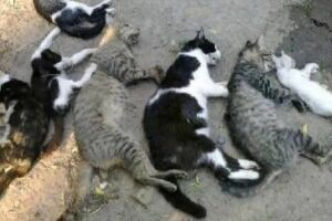 Gatos foram envenenados em residência do Tarumã