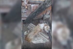 VÍDEO: vizinhos flagram cachorro preso em corrente curta sem água ou comida