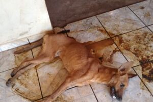 Maus-tratos: cachorro é abandonado sem água e comida e morre em MS
