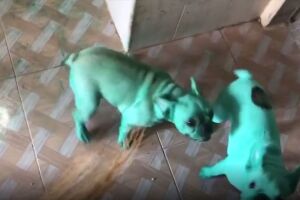 Cães Hulk! Cachorros brincam com corante e ficam totalmente verdes