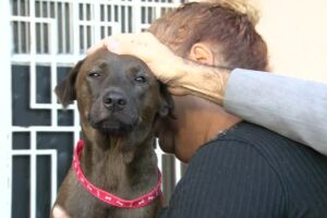 Polícia busca suspeitos de tentar envenenar cães em abrigo