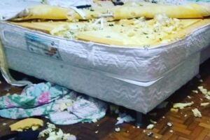 Dona de cão que viralizou após destruir quarto ganha colchão
