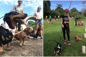 Clube dos ‘salsichas’ reúne quem ama os fofos cachorros de patas curtas em Campo Grande
