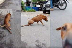 VÍDEO: cachorro finge ter a pata quebrada para conquistar carinho e comida