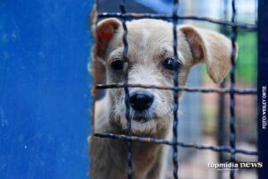 ONG realiza bazar para manter ajuda a animais abandonados