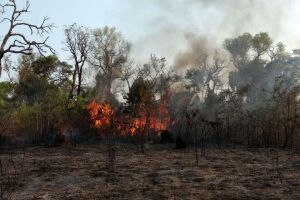 Bituca de cigarro pode ter causado incêndio em reserva indígena