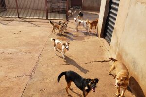 Por amor aos cães, amigas pedem doação de ração para ONG com 98 'catioríneos' em Campo Grande