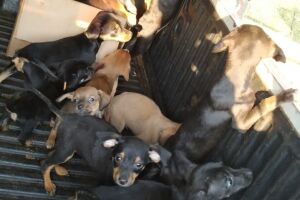 PMA autua comerciante em R$ 6 mil por maus-tratos e apreende 12 filhotes de cachorros