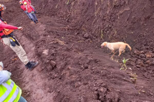 'Cães-bombeiros' de MS descobrem corpo soterrado em Brumadinho