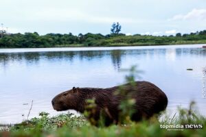 Homem captura capivara no laço e tenta matar a pauladas