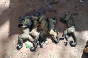 PMA encontra cincos macacos mortos a tiros; animais também teriam sido envenenados