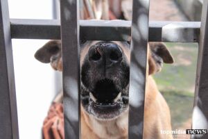 Campo Grande registra 3,5 mil ataques de animais em nove meses; maioria por cães