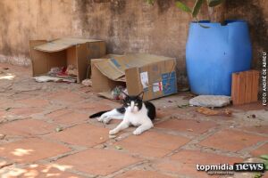 Idosa abriga gatos em condições deploráveis e vizinho denunciam bichinhos doentes