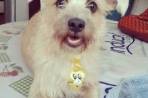 Você viu o Tchoquino? Cachorrinho aproveita que dona está viajando e foge no Monte Castelo