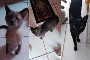 Síndico ameaça sacrificar gatos do condomínio na Ernesto Geisel, denuncia servidora