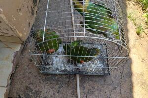 Mulher é multada pela PMA por manter papagaios em cativeiro