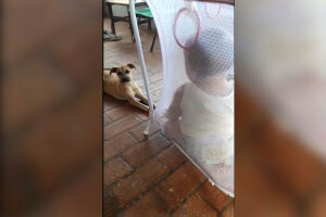 Após ver desespero de bebê, mulher pede ajuda para encontrar cachorrinha em Campo Grande
