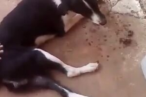 VÍDEO: cachorro toma vacina contra raiva e para de andar; família acredita em erro veterinário