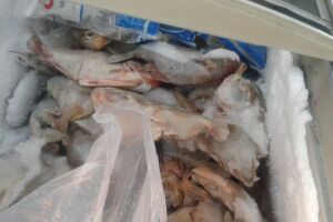 Peixe e frango: Procon flagra 'festival de absurdos' em supermercado no Campo Nobre
