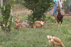 GRAVE: criminosos invadem chácara e furtam 8 galinhas e um galo em Batayporã