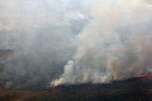 Deputado vai a Brasília pedir apoio contra queimadas no Pantanal