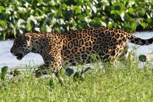 Belgo Arames faz parceria com a ONG Panthera Brasil para preservação da onça-pintada