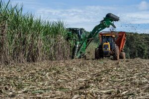 Bolsonaro revoga decreto que impede cultivo de cana em áreas como Amazônia e Pantanal